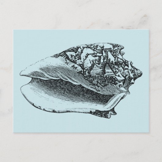 Carte Postale Aqua Conch Shell (Devant)