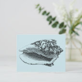 Carte Postale Aqua Conch Shell (Debout devant)