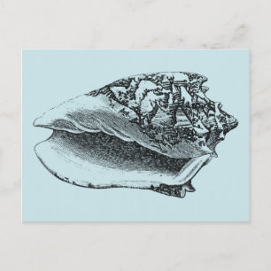 Carte Postale Aqua Conch Shell