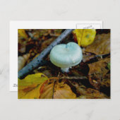 Carte postale Aqua Mushroom (Devant / Derrière)