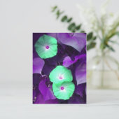 Carte postale Aqua N Violet Morning Glory (Debout devant)