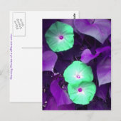 Carte postale Aqua N Violet Morning Glory (Devant / Derrière)
