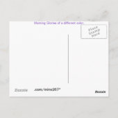 Carte postale Aqua N Violet Morning Glory (Dos)
