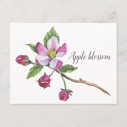 Carte Postale Aquarelle Apple Blossom Botanique (Devant)