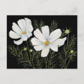 Carte Postale Aquarelle Blanc Cosmos Fleurs Peinture Botanique (Devant)