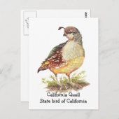 Carte Postale Aquarelle California Quail State (Devant / Derrière)