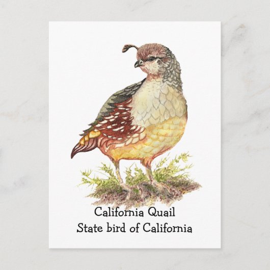 Carte Postale Aquarelle California Quail State (Devant)