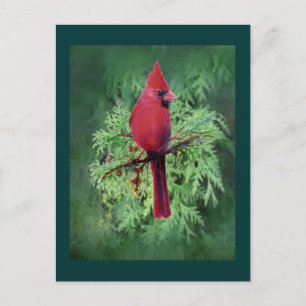 Carte Postale Aquarelle Cardinal Oiseau Cèdre Arbre Nature Art