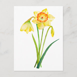 Carte Postale Aquarelle Daffodiles Jaunes Fleurs de printemps
