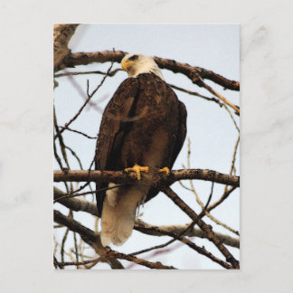 Carte Postale Aquarelle d'aigle à tête blanche