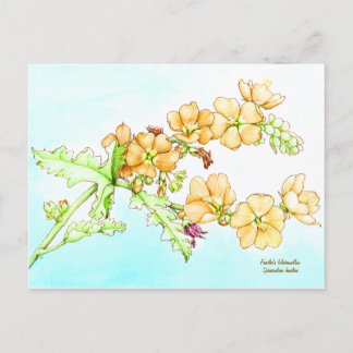 Carte Postale Aquarelle de fleur sauvage botanique, globemallow