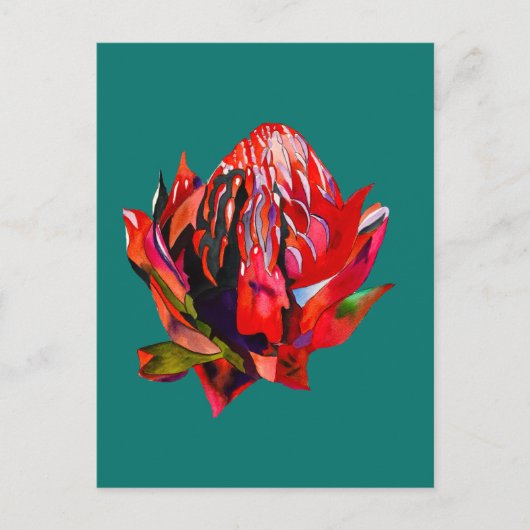 Carte Postale Aquarelle de fleurs indigènes de Waratah (Devant)
