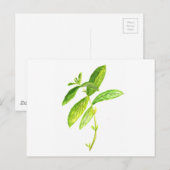Carte Postale Aquarelle de menthe de menthe (Devant / Derrière)