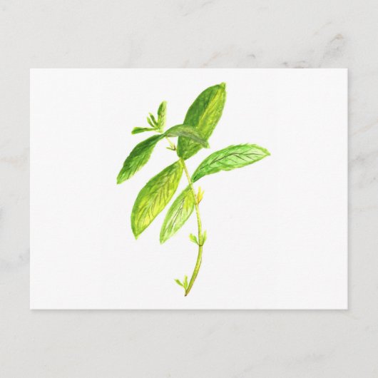 Carte Postale Aquarelle de menthe de menthe (Devant)