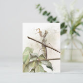 Carte Postale Aquarelle de Pray Mantis (Debout devant)