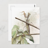 Carte Postale Aquarelle de Pray Mantis (Devant / Derrière)