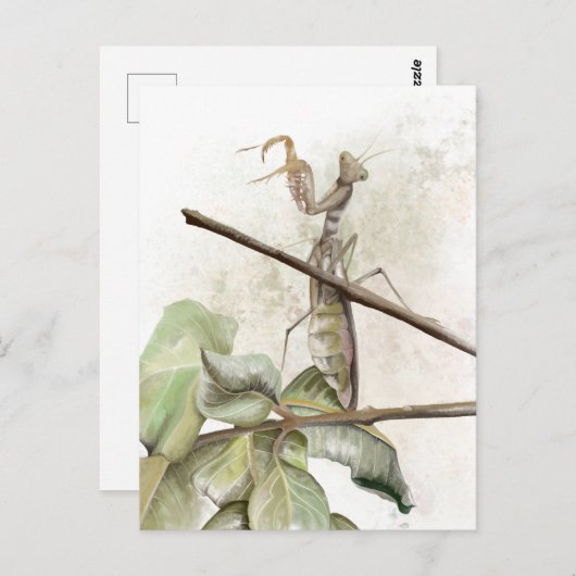 Carte Postale Aquarelle de Pray Mantis (Devant / Derrière)