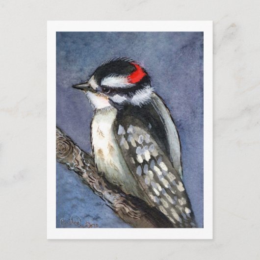 Carte Postale Aquarelle Downy Woodpecker (Devant)