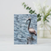 Carte Postale Aquarelle flambant Flamant rose (Debout devant)