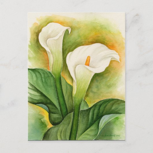 Carte Postale Aquarelle Fleurie de Cala Lily Blanc (Devant)