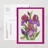 Carte Postale Aquarelle Irises (Devant / Derrière)