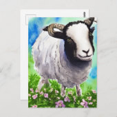 Carte Postale Aquarelle Jacob Sheep (Devant / Derrière)