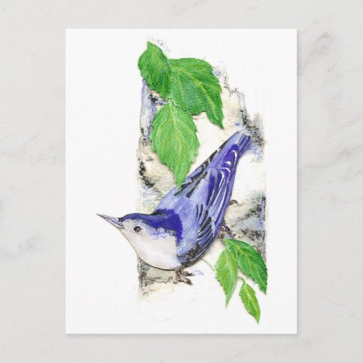 Carte Postale Aquarelle Nuthatch à poitrine blanche - Oiseau (Devant)