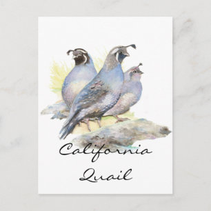 Carte Postale Aquarelle originale California Quail. Oiseau