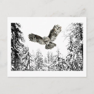 Carte Postale Aquarelle originale Frappe ou Chasse Chouette Oise