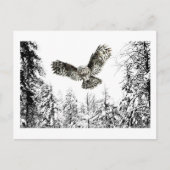 Carte Postale Aquarelle originale Frappe ou Chasse Chouette Oise (Devant)