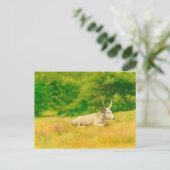 Carte postale aquarelle Vache Blanche (Debout devant)