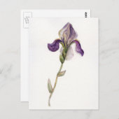 Carte Postale Aquarelle violet Iris (Devant / Derrière)
