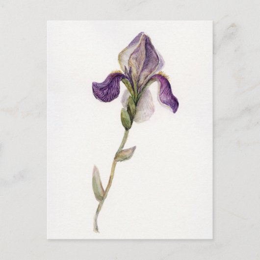 Carte Postale Aquarelle violet Iris (Devant)