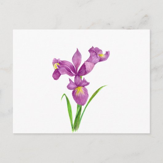 Carte Postale Aquarelle violet Iris Botanique Floral Art (Devant)