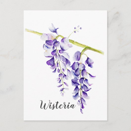 Carte Postale Aquarelle Wisteria Botanique (Devant)