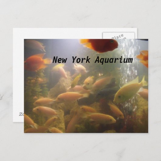 Carte postale Aquarium (Devant / Derrière)