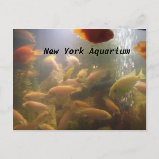 Carte postale Aquarium