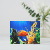 Carte Postale Aquarium aquarium aquarium (Debout devant)