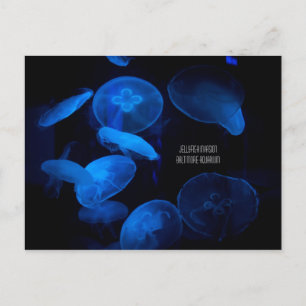 Carte Postale Aquarium de Baltimore - Invasion de méduses
