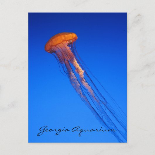 Carte Postale Aquarium de Géorgie Méduse (Devant)