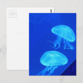 Carte Postale Aquarium de la Caroline du Nord (Devant / Derrière)