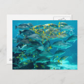 Carte Postale Aquarium de poissons de l'Atlantide (Devant / Derrière)