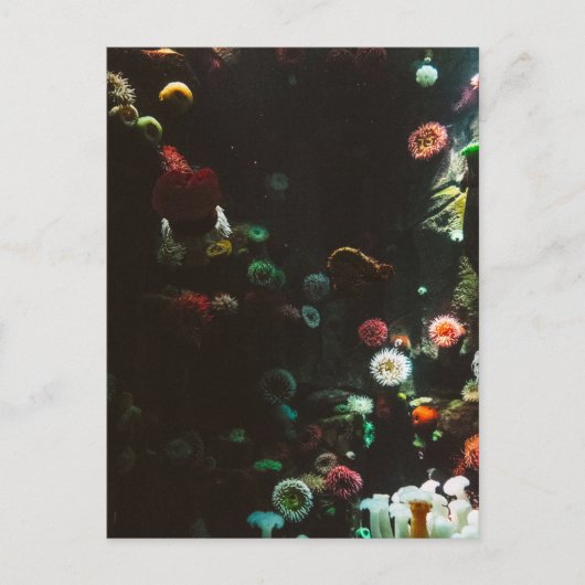 Carte Postale Aquarium du Canada, Toronto, Canada (Devant)