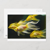 Carte Postale Aquarium Fancy Jaune Poisson d'or (Devant / Derrière)