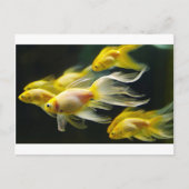 Carte Postale Aquarium Fancy Jaune Poisson d'or (Devant)
