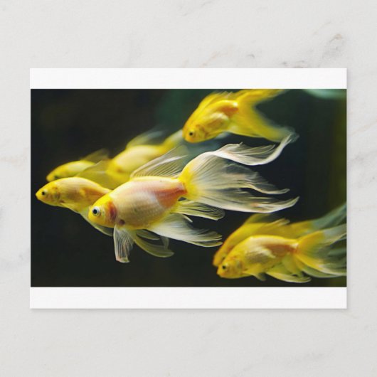 Carte Postale Aquarium Fancy Jaune Poisson d'or (Devant)
