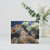 Carte Postale Aquarium Fish (Debout devant)