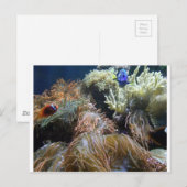 Carte Postale Aquarium Fish (Devant / Derrière)