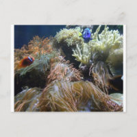 Aquarium Fish