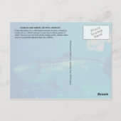 CARTE POSTALE AQUARIUM GÉORGIEN, ATLANTA, GÉORGIE (Dos)